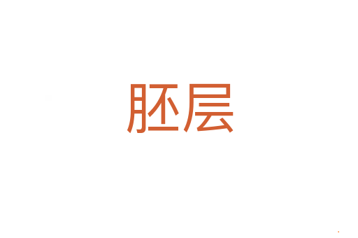 胚层