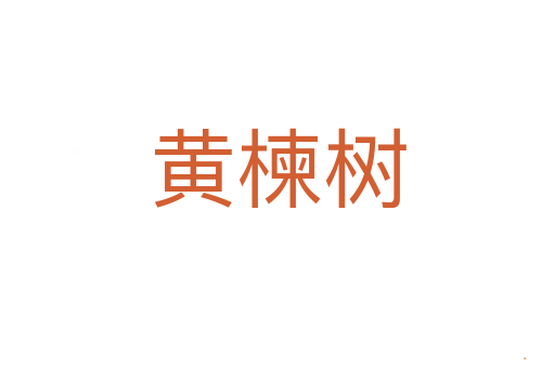 黄楝树