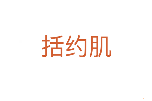 括约肌