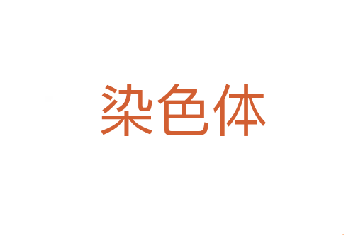 染色体