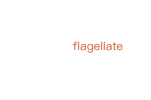 flagellate
