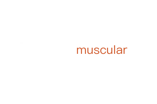 muscular